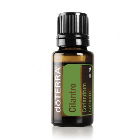 Cilantro ( coentro)