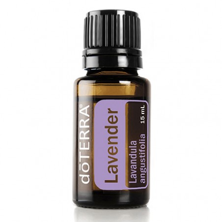 Lavanda ( Lavandula Angustifolia)